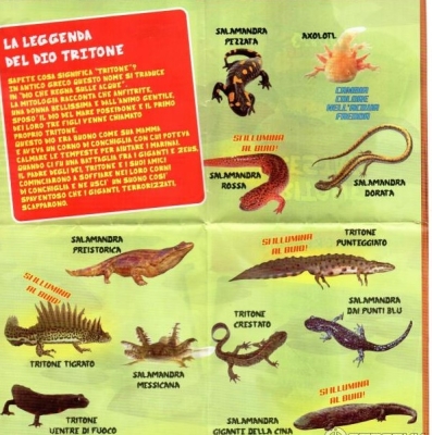 Коллекция Саламандры и тритоны (9 шт) Коллекция Саламандры и тритоны (9 шт)